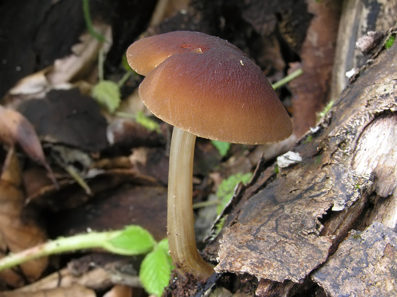 Pluteus luctuosus